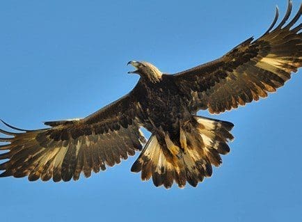 Águia-Real totem animal poder xamanismo