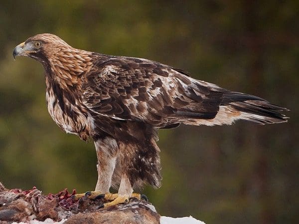 Águia-Real totem animal poder xamanismo