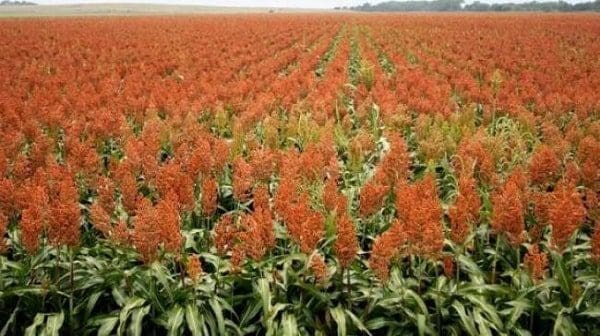 sorgo saúde diabetes dieta glutem cancer