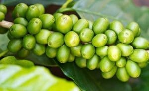 Óleo café verde saúde pele rosto corpo cabelos óleo essencial