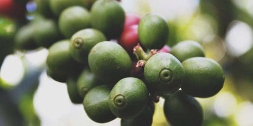 Óleo café verde saúde pele rosto corpo cabelos óleo essencial