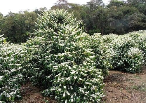 Óleo café verde saúde pele rosto corpo cabelos óleo essencial