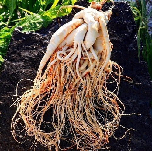 ginseng saúde dieta corpo pele coração 