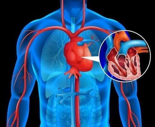 A niacina, também conhecida por muitos como vitamina B3, é considerada um dos nutrientes mais importantes para o corpo humano